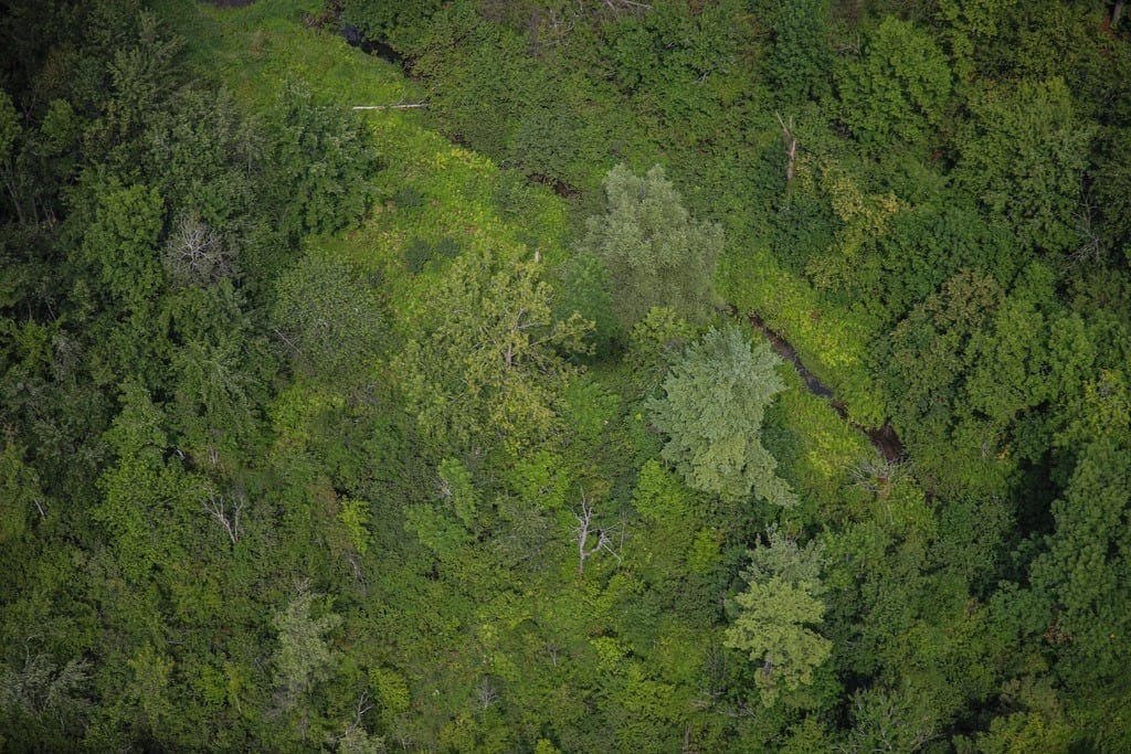 Vista aérea de vegetación forestal densa, del tipo que compone la franja de seguridad frente a incendios