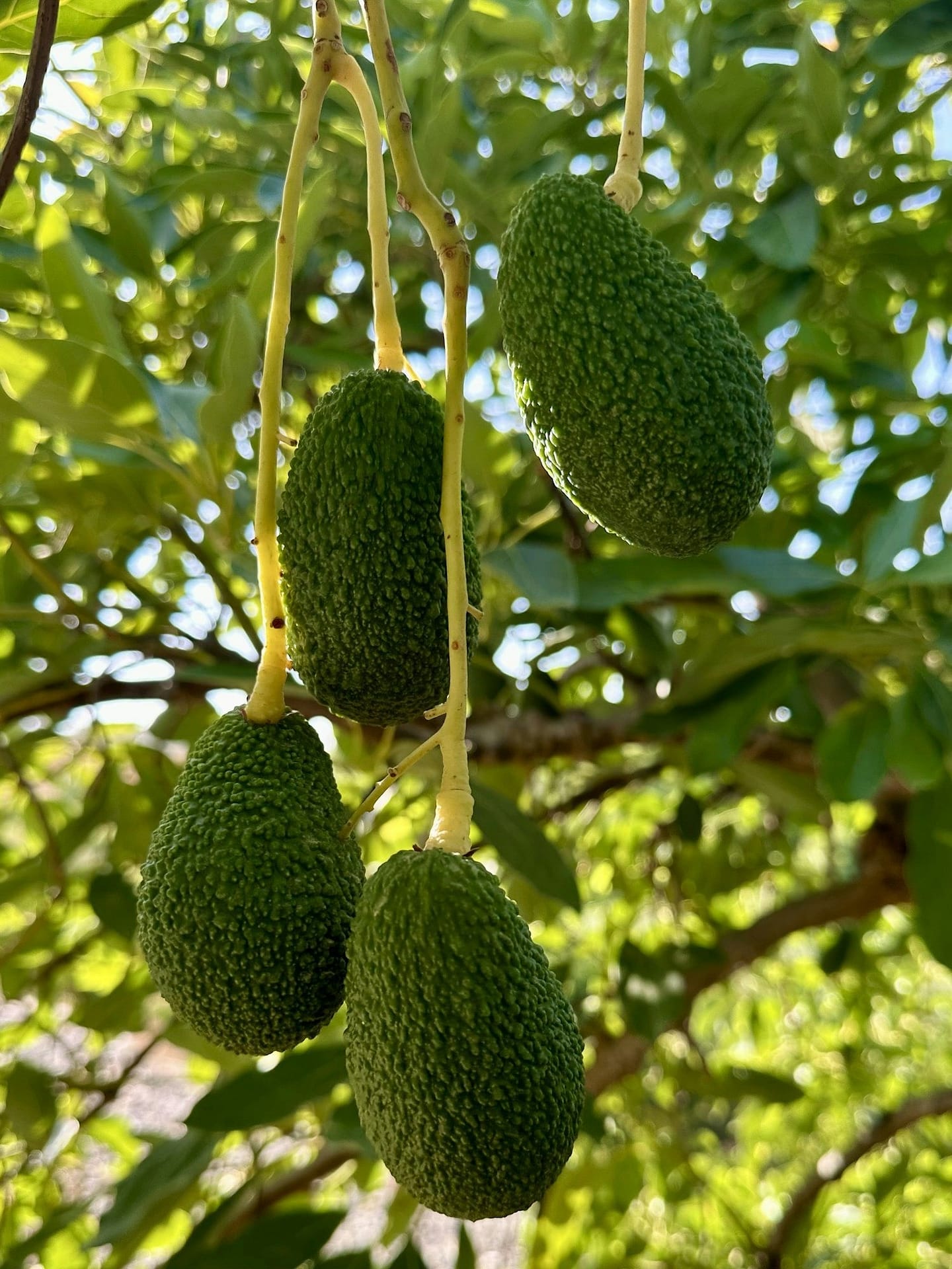 Aguacates de la variedad Hass colgando del árbol